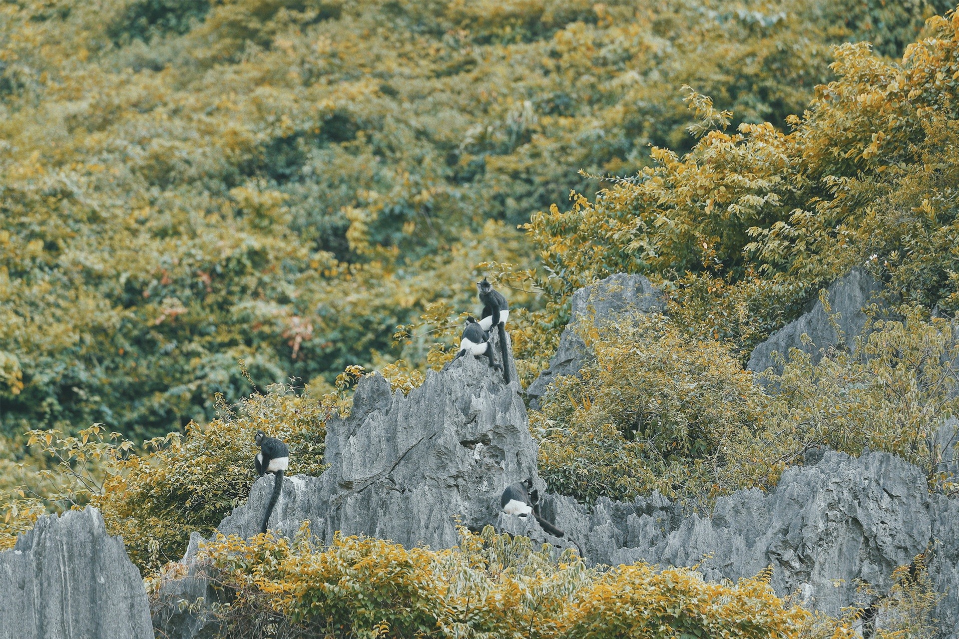 Voọc mông trắng cực quý hiếm của Việt Nam đang tăng 'dân số' ảnh 10