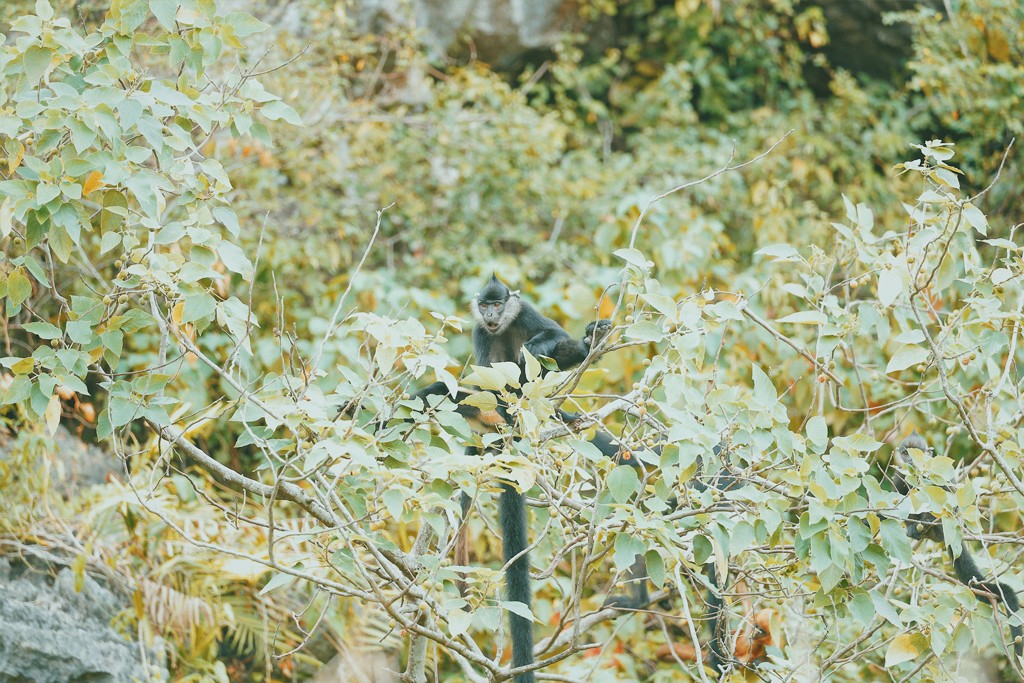 Voọc mông trắng cực quý hiếm của Việt Nam đang tăng 'dân số' ảnh 4