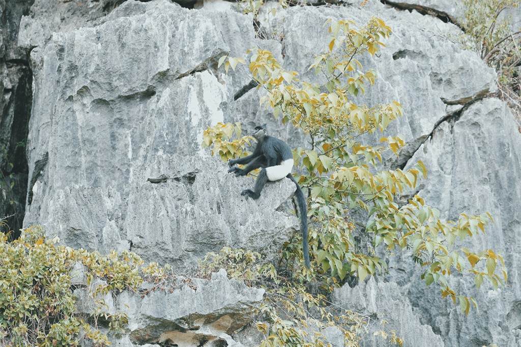 Voọc mông trắng cực quý hiếm của Việt Nam đang tăng 'dân số' ảnh 1