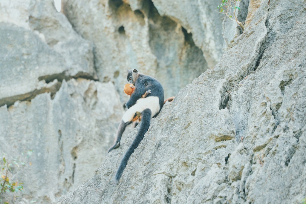 Voọc mông trắng cực quý hiếm của Việt Nam đang tăng 'dân số' ảnh 3