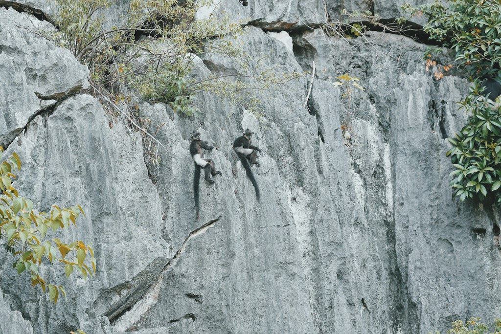 Voọc mông trắng cực quý hiếm của Việt Nam đang tăng 'dân số' ảnh 6