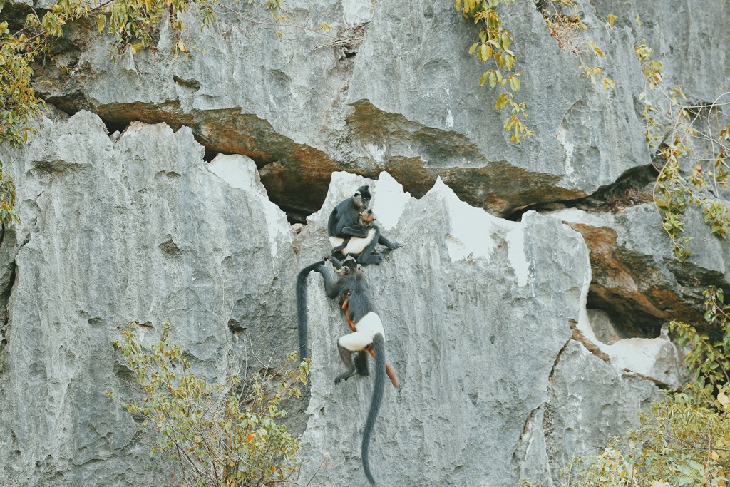 Voọc mông trắng cực quý hiếm của Việt Nam đang tăng 'dân số' ảnh 7