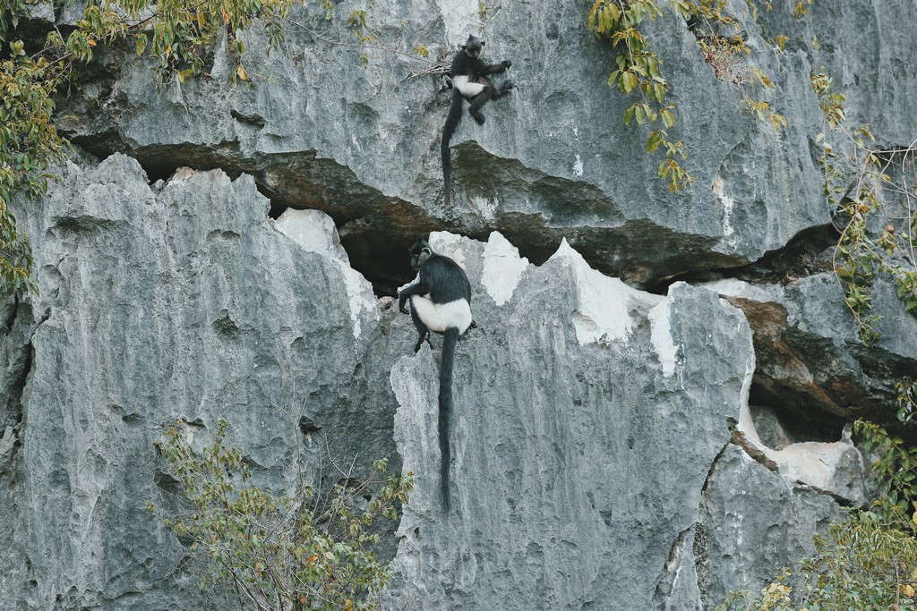 Voọc mông trắng cực quý hiếm của Việt Nam đang tăng 'dân số' ảnh 8