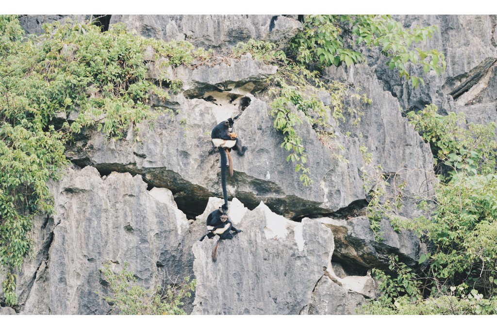 Voọc mông trắng cực quý hiếm của Việt Nam đang tăng 'dân số' ảnh 9