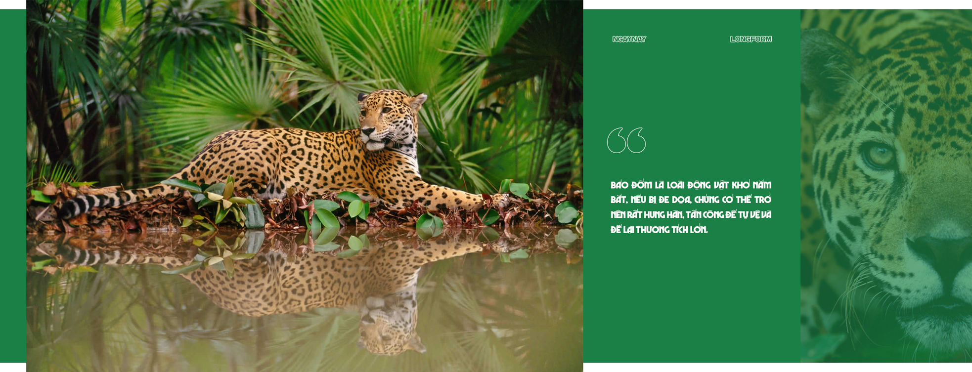 Mặt trái của du lịch là sự biến mất của động vật hoang dã ảnh 2