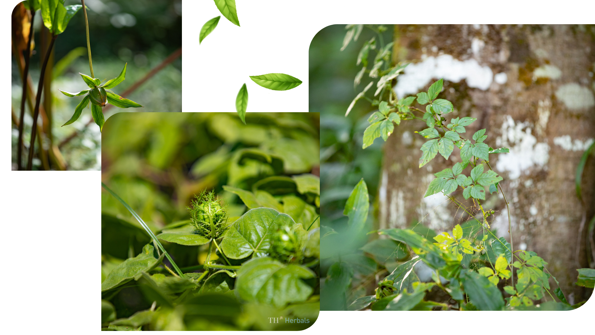 Câu chuyện về người nữ anh hùng lao động trăn trở tìm quốc kế dân sinh ảnh 12