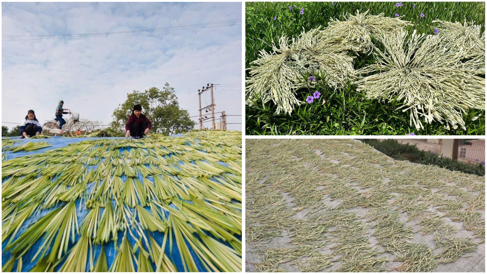 Làng Chuông: Sáng tạo trên vành nón cũ ảnh 4