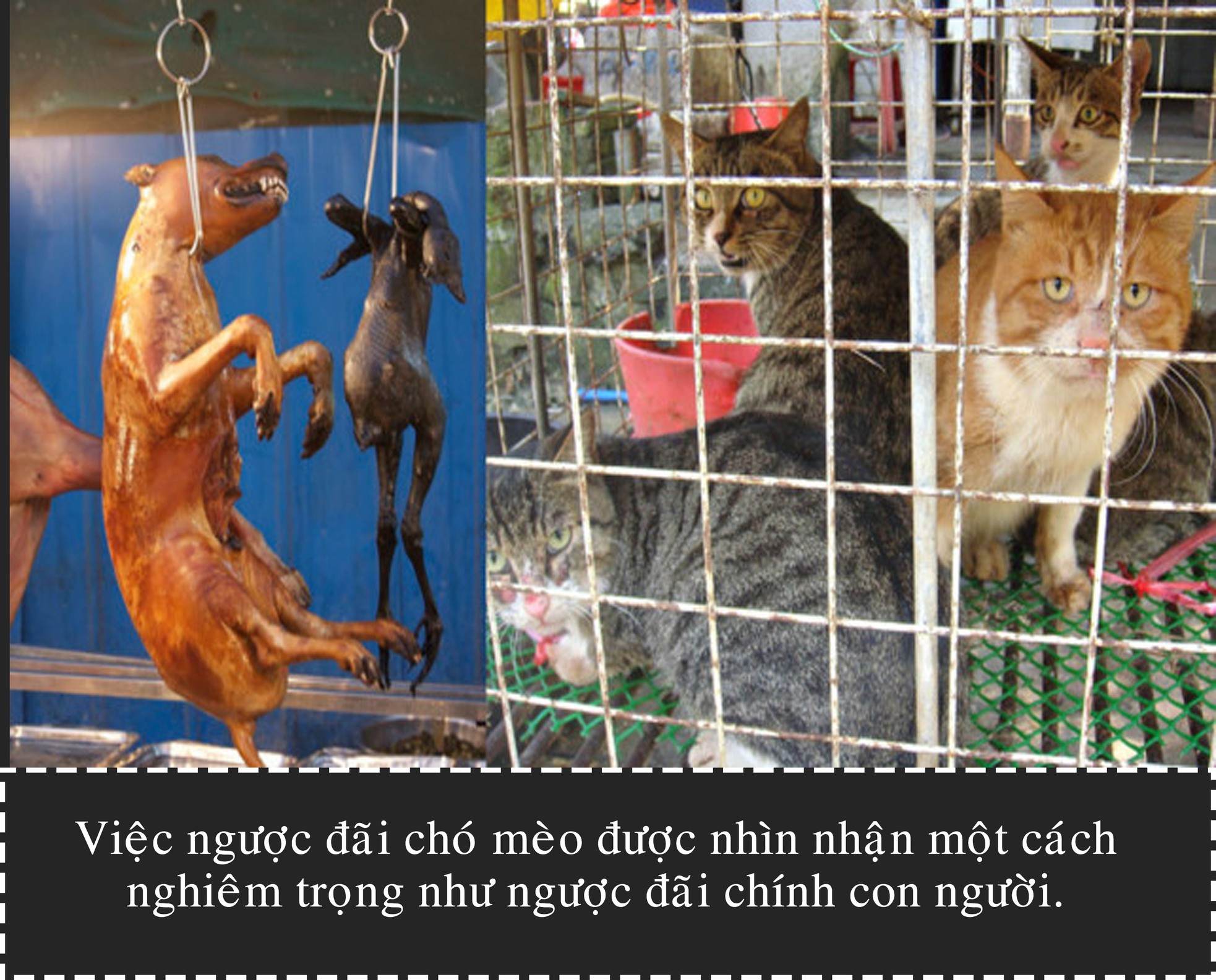 Cuộc xung đột thịt chó ảnh 5