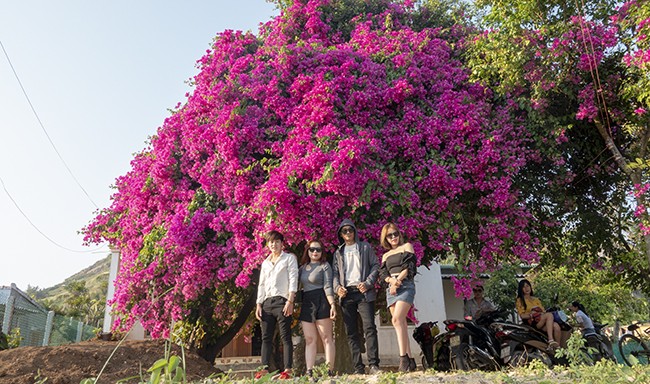 Chiêm ngưỡng 'cụ' hoa giấy trăm triệu ở đảo Lý Sơn ảnh 1
