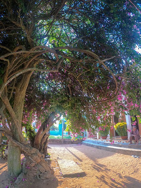 Chiêm ngưỡng 'cụ' hoa giấy trăm triệu ở đảo Lý Sơn ảnh 2