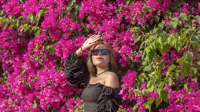 Chiêm ngưỡng 'cụ' hoa giấy trăm triệu ở đảo Lý Sơn ảnh 4