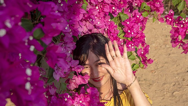 Chiêm ngưỡng 'cụ' hoa giấy trăm triệu ở đảo Lý Sơn ảnh 3