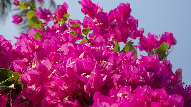 Chiêm ngưỡng 'cụ' hoa giấy trăm triệu ở đảo Lý Sơn ảnh 5