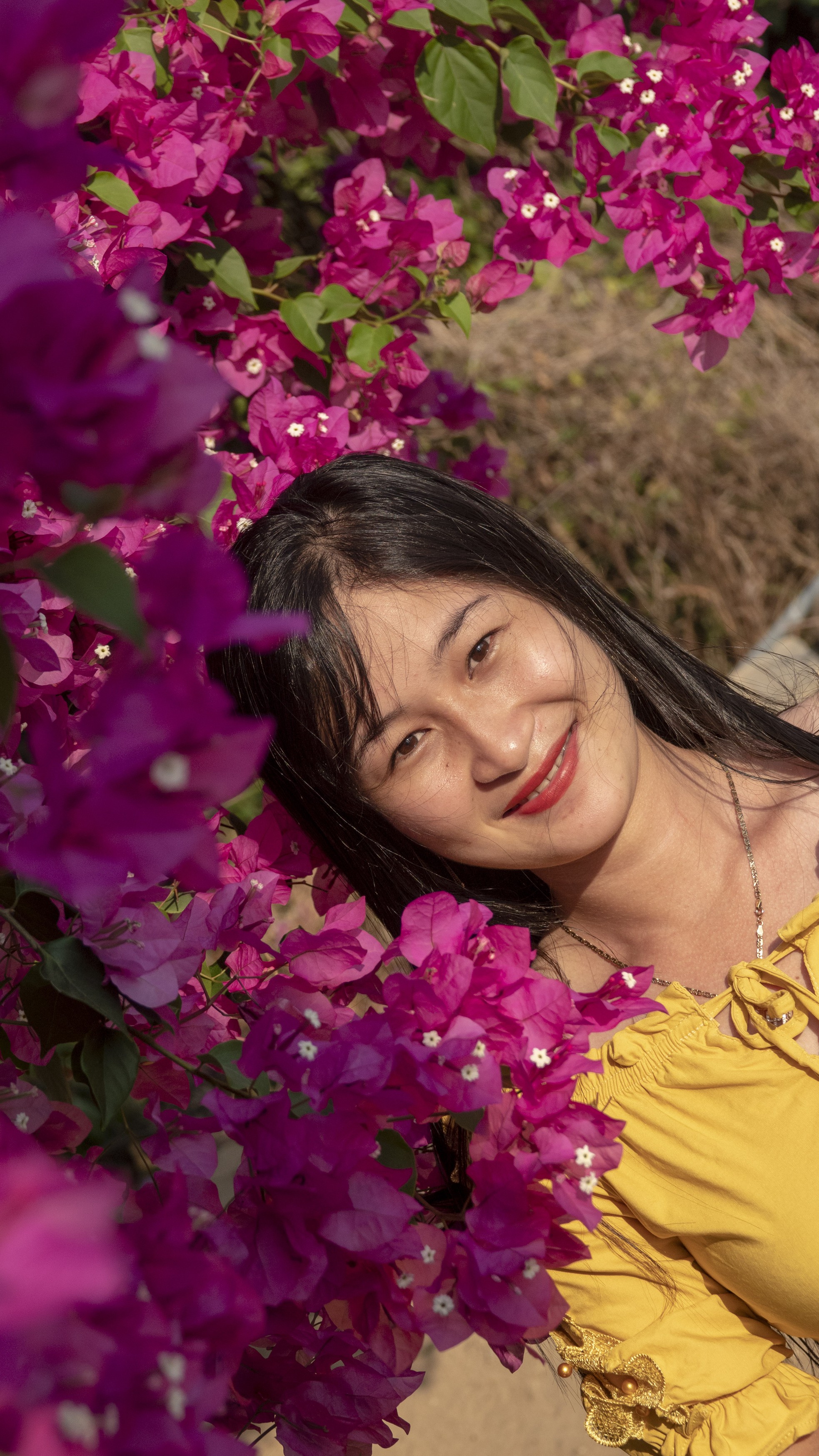 Chiêm ngưỡng 'cụ' hoa giấy trăm triệu ở đảo Lý Sơn ảnh 7