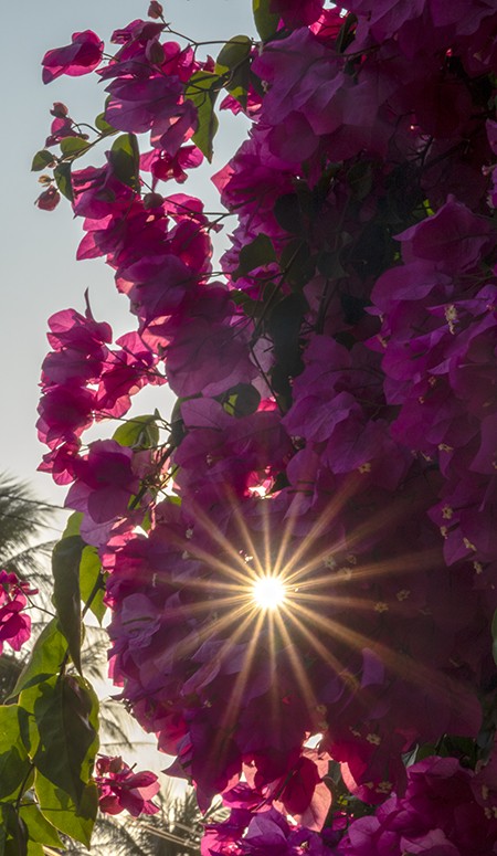 Chiêm ngưỡng 'cụ' hoa giấy trăm triệu ở đảo Lý Sơn ảnh 6