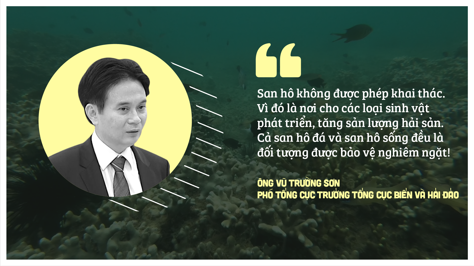 Bức tử sinh thái Vịnh Nha Trang ảnh 10