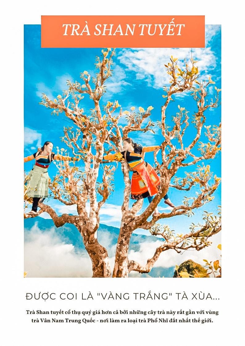 Cốt cách trà ảnh 3