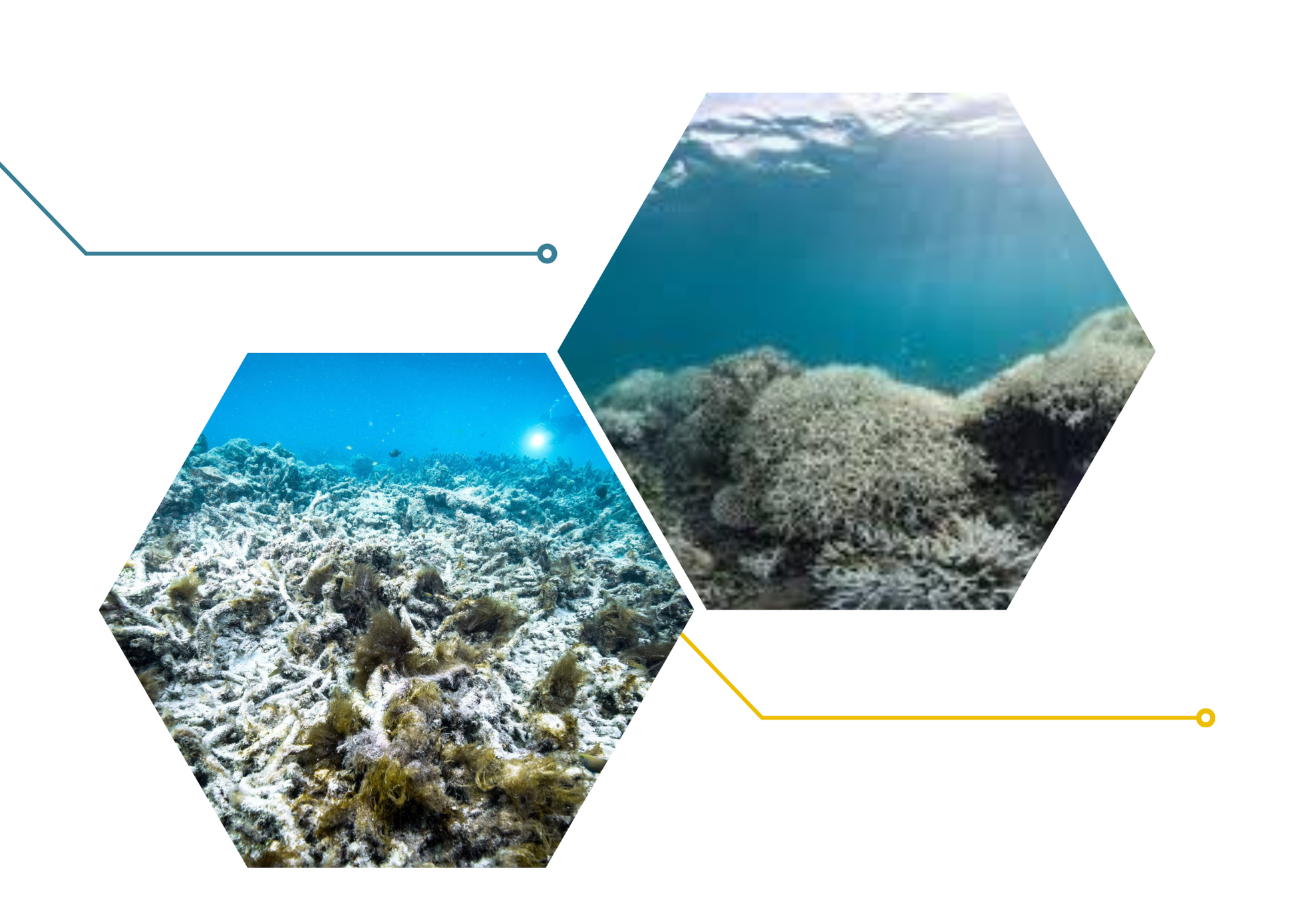 ‘Sức khỏe’ đại dương đang gặp nguy hiểm - Bài 1: Tiền không cứu nổi đại dương?! ảnh 8