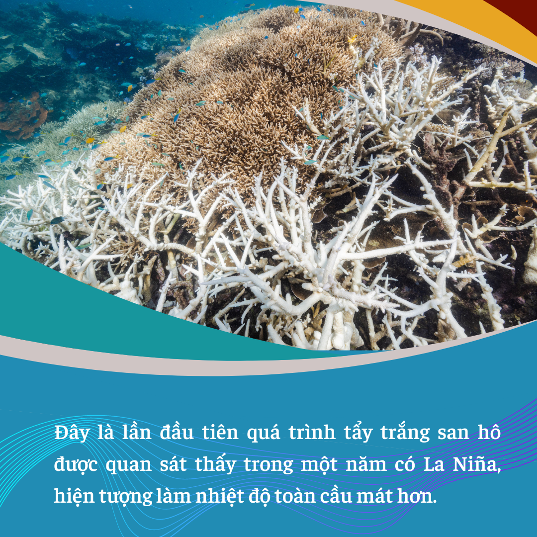 ‘Sức khỏe’ đại dương đang gặp nguy hiểm - Bài 1: Tiền không cứu nổi đại dương?! ảnh 4