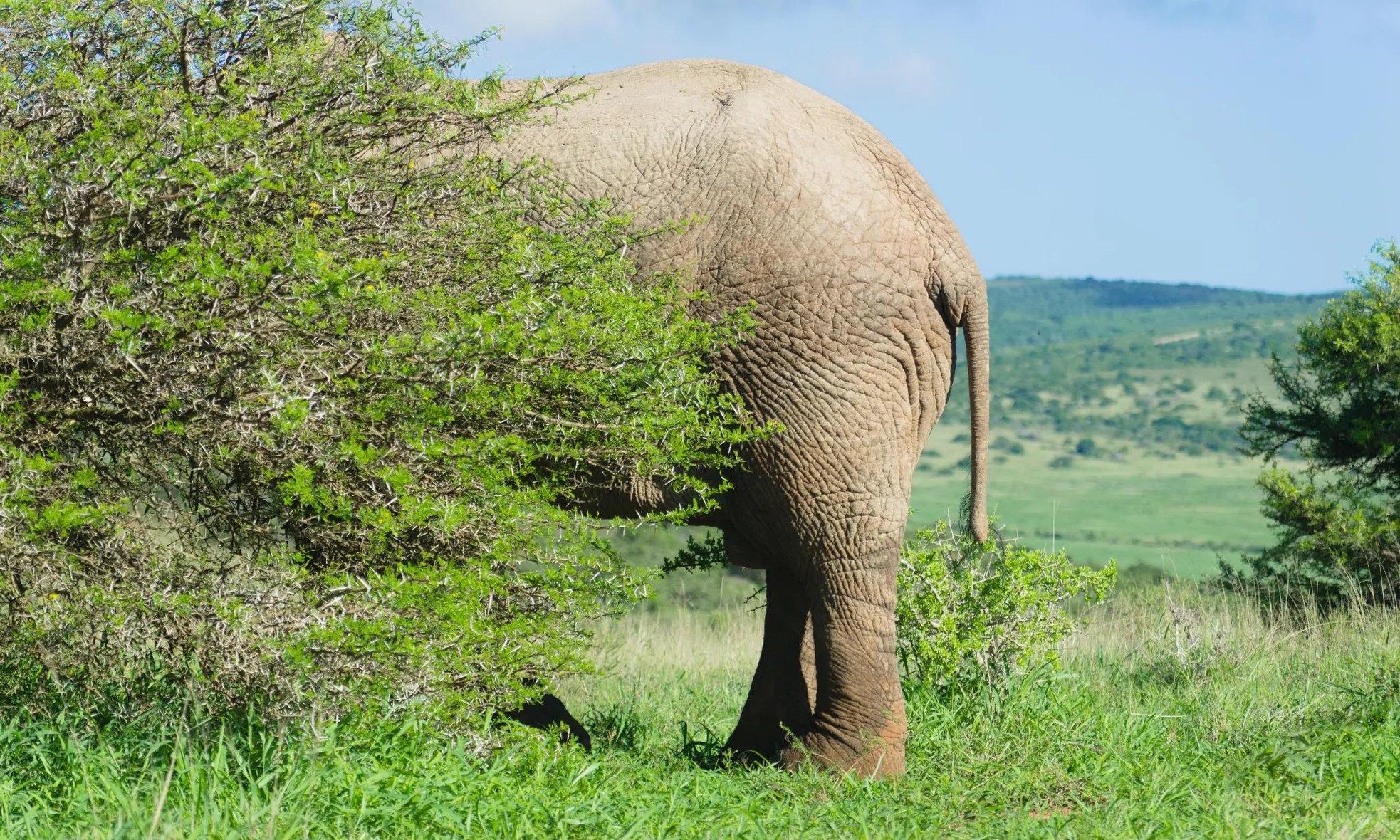 Cuộc ‘đào tẩu’ của chú voi Dumba ảnh 3
