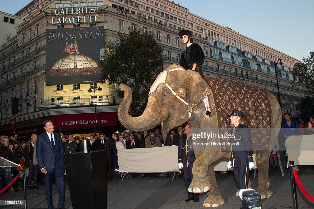 Cuộc ‘đào tẩu’ của chú voi Dumba ảnh 1