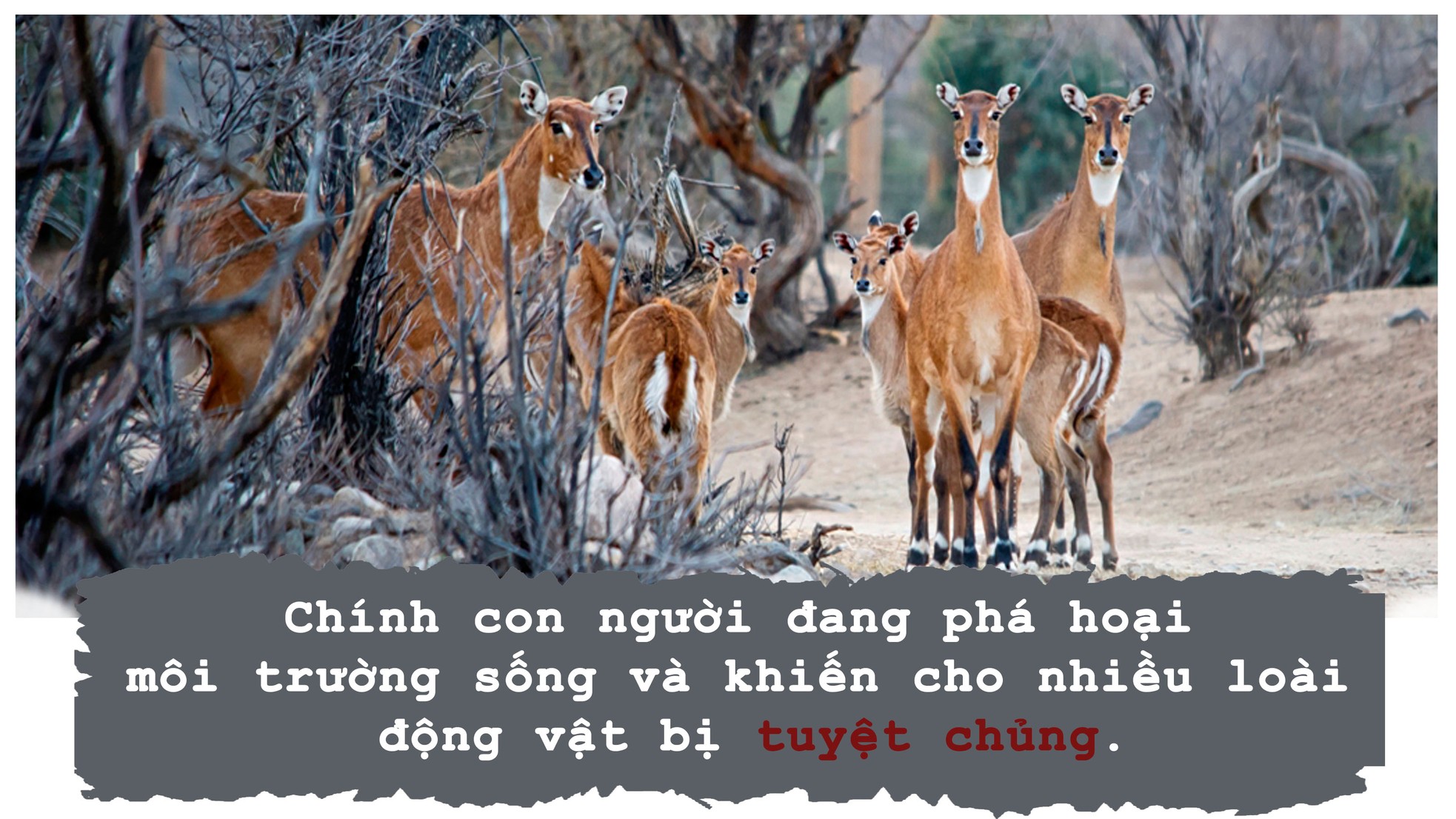 5 mối đe dọa lớn nhất với môi trường ảnh 9