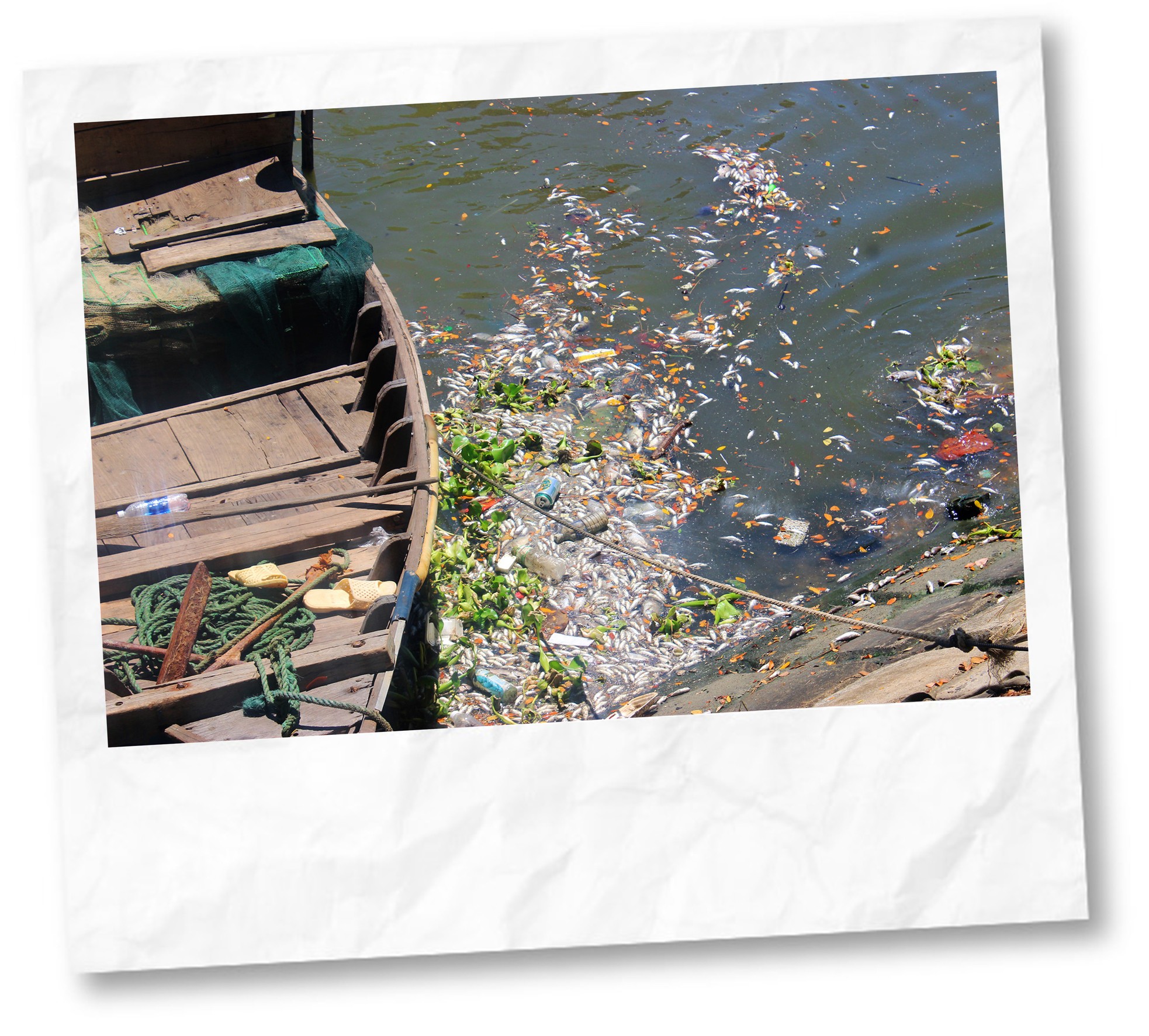 Giật mình sông hồ thành... vũng nước thải ảnh 5