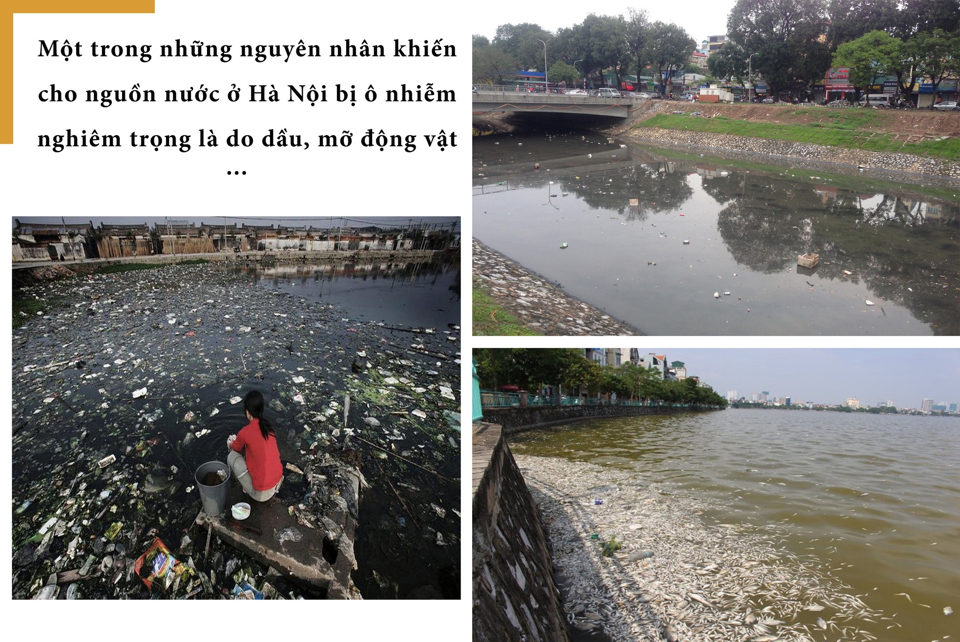 Giật mình sông hồ thành... vũng nước thải ảnh 10