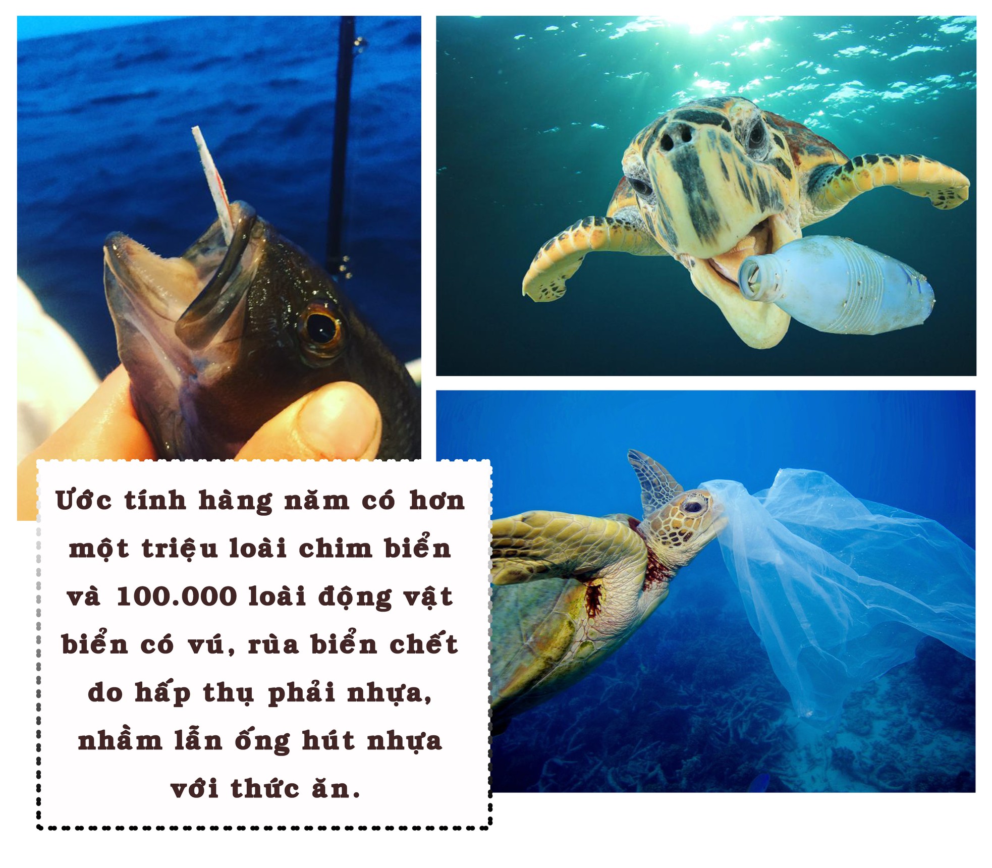 Tạm biệt ống hút nhựa ảnh 4