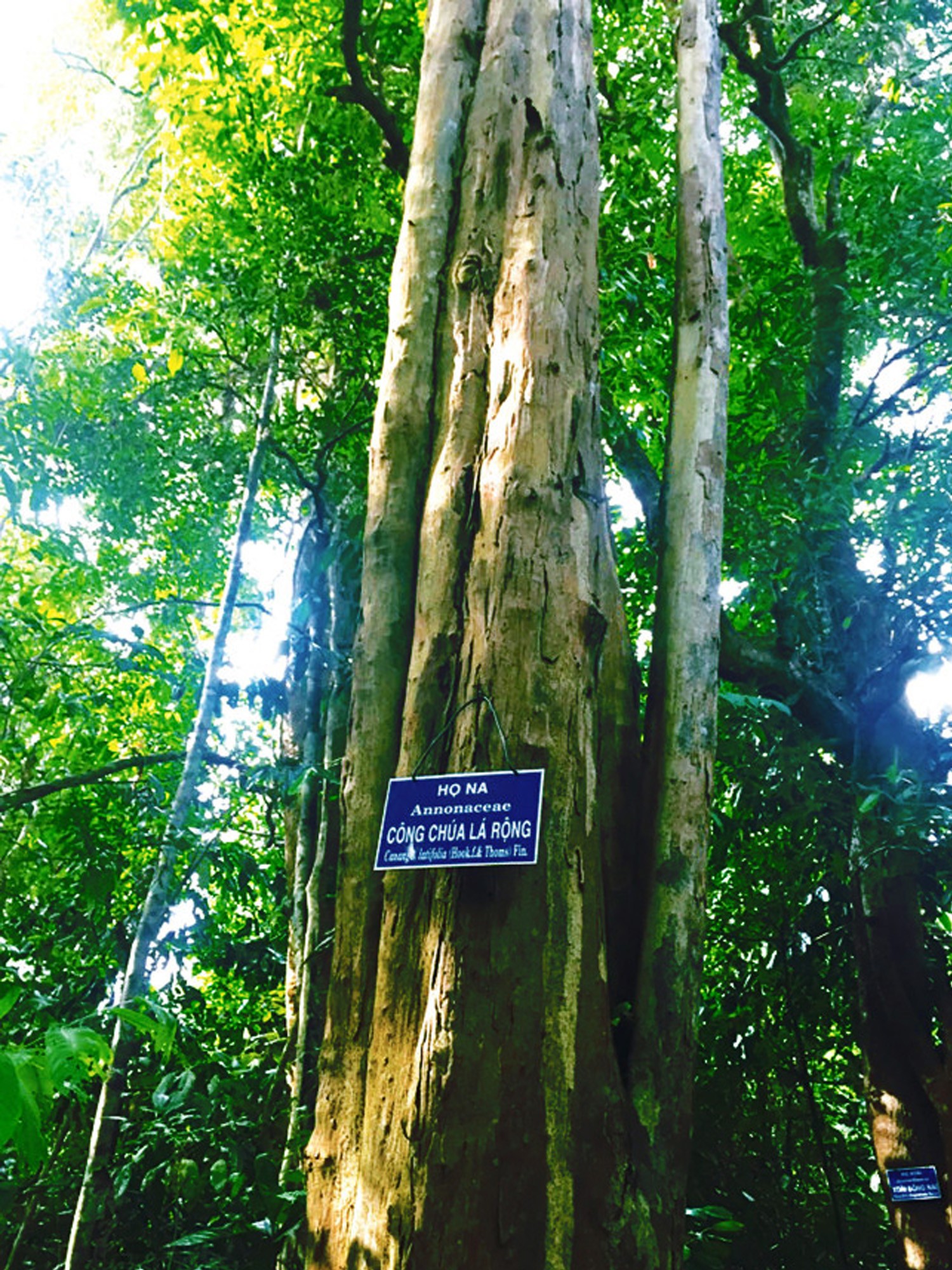 Về Bầu Sấu ăn cơm cá nghe chim gọi bầy ảnh 5