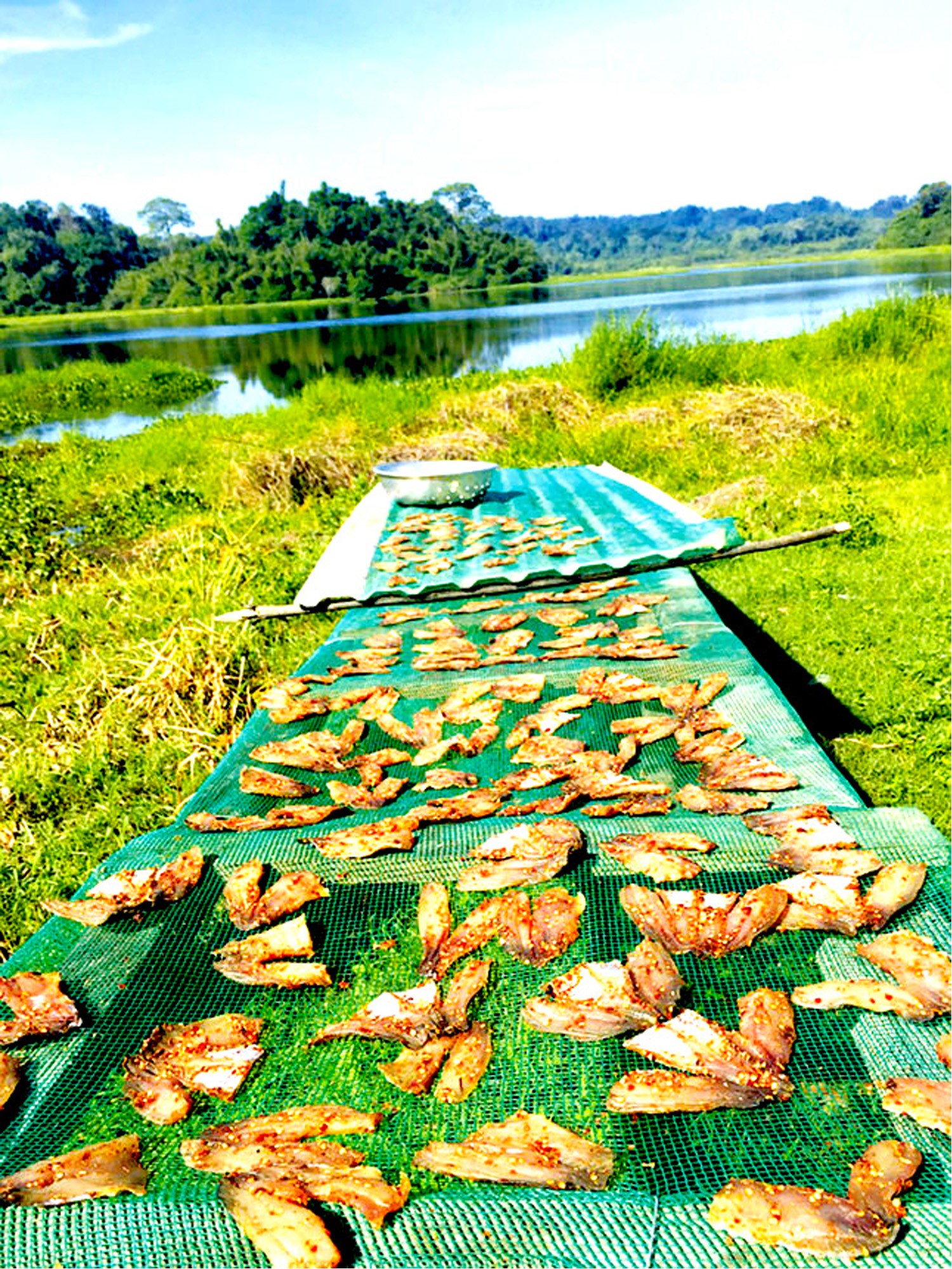 Về Bầu Sấu ăn cơm cá nghe chim gọi bầy ảnh 7