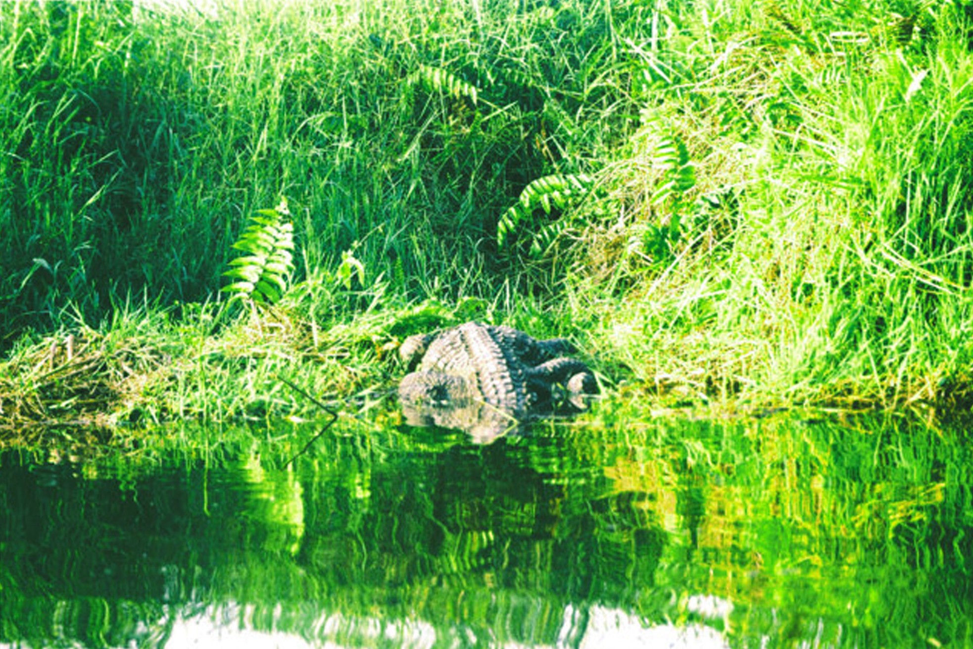 Về Bầu Sấu ăn cơm cá nghe chim gọi bầy ảnh 3