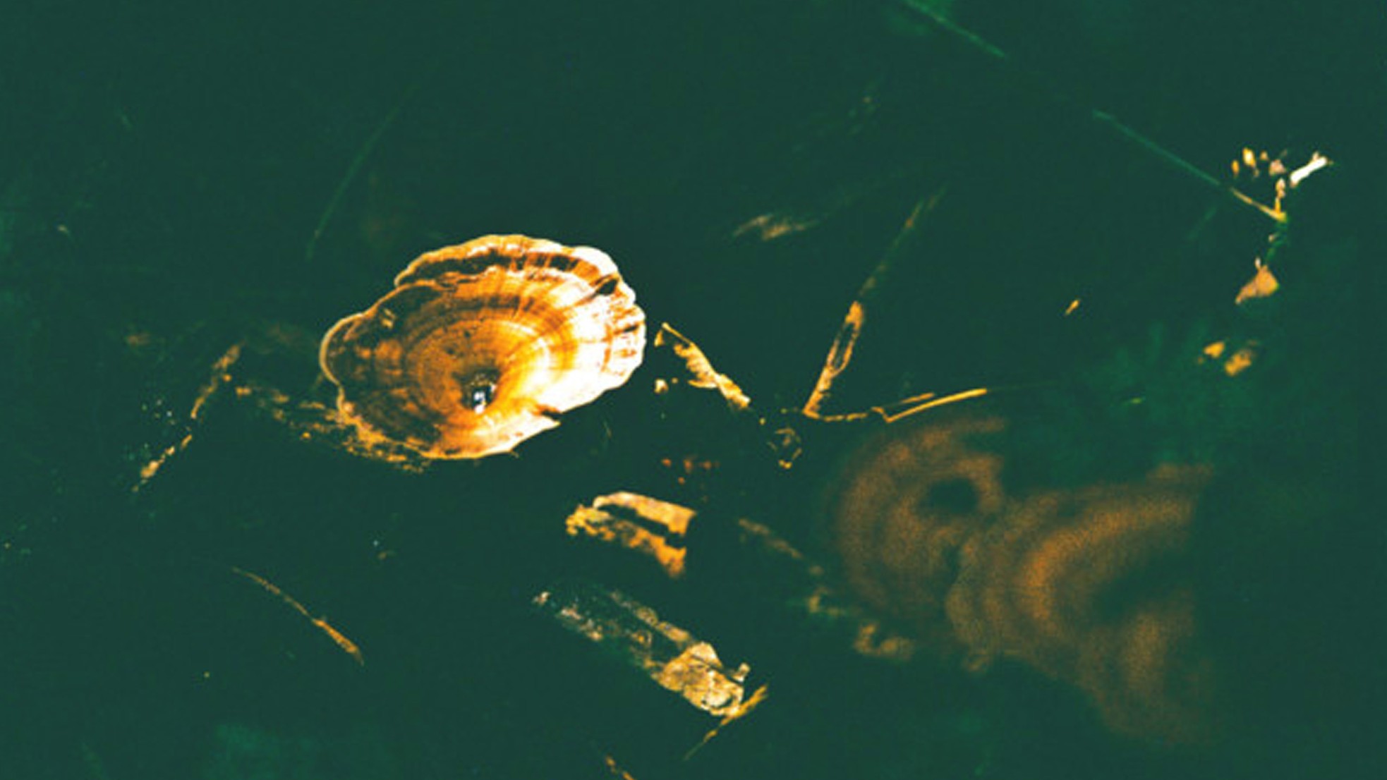 Về Bầu Sấu ăn cơm cá nghe chim gọi bầy ảnh 9