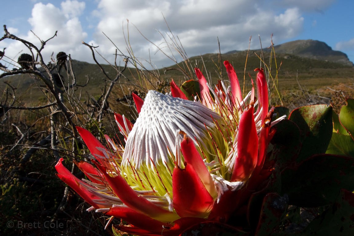 Danh sách các di sản bên bờ vực nguy hiểm ảnh 6