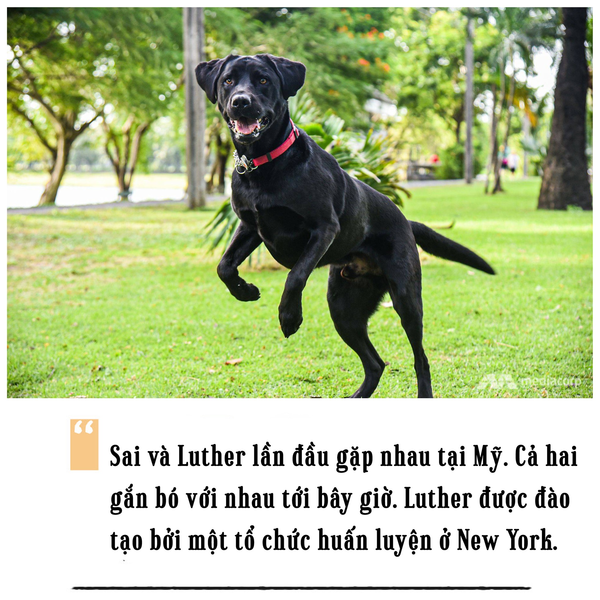 Cô chủ mù và chú chó dẫn đường ảnh 3