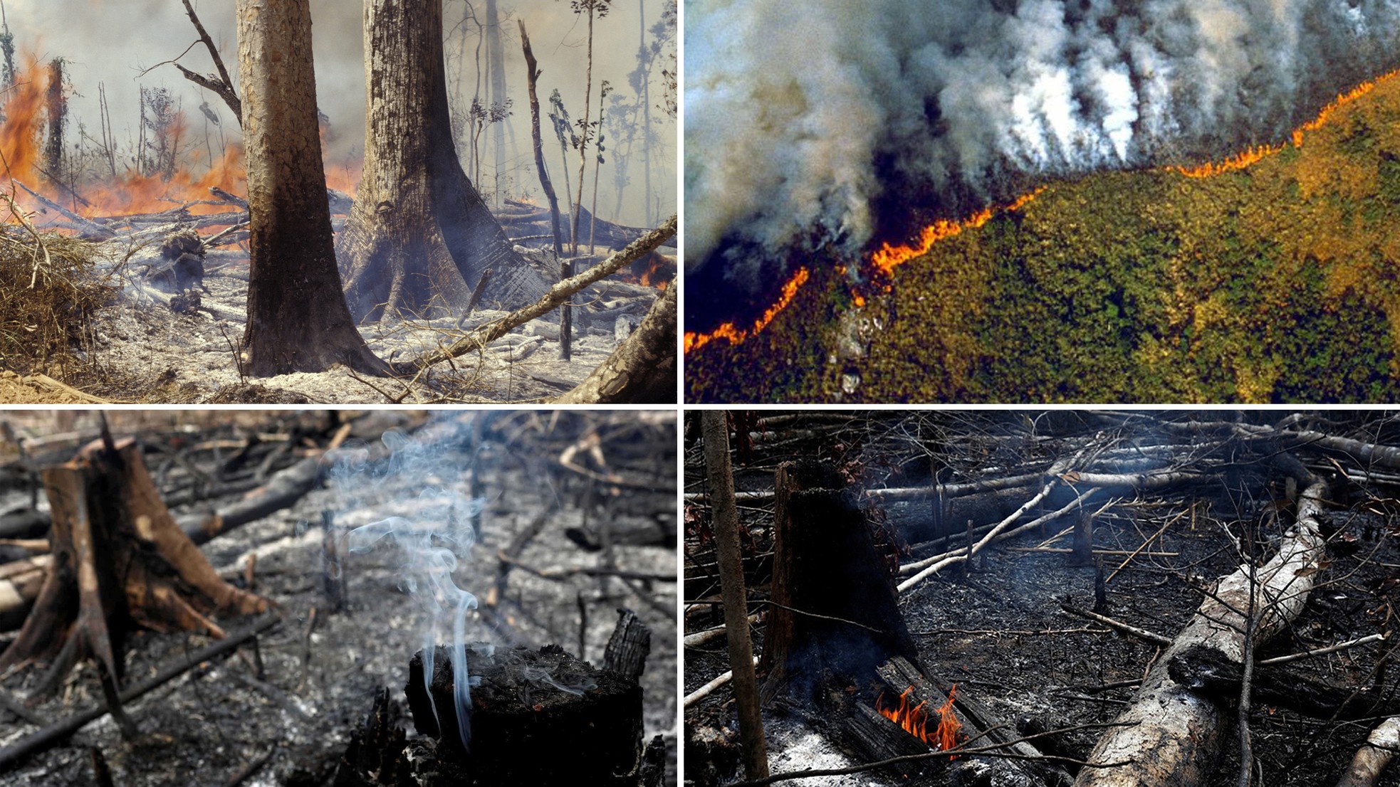 Cháy rừng Amazon và câu chuyện tập tục của nông dân ảnh 3