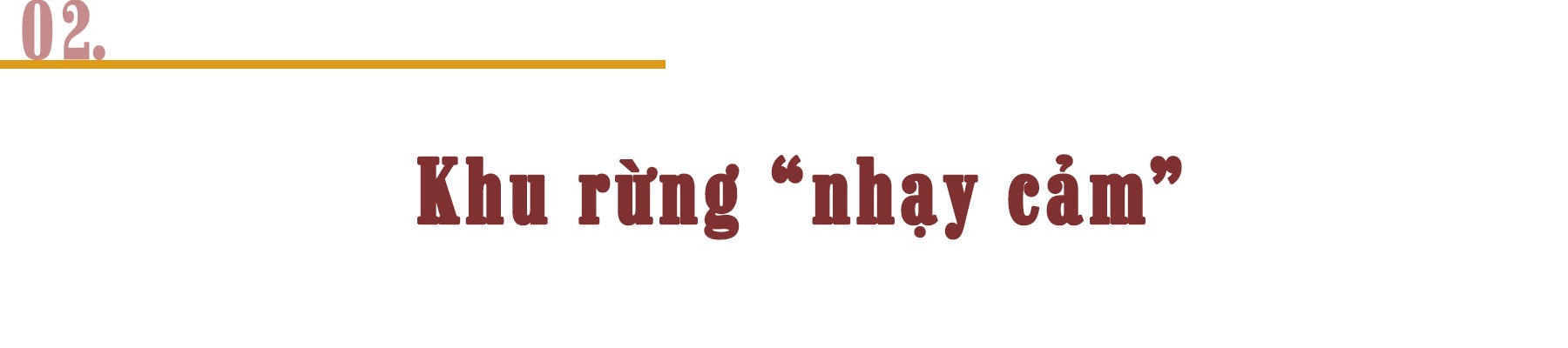 Cháy rừng Amazon và câu chuyện tập tục của nông dân ảnh 4