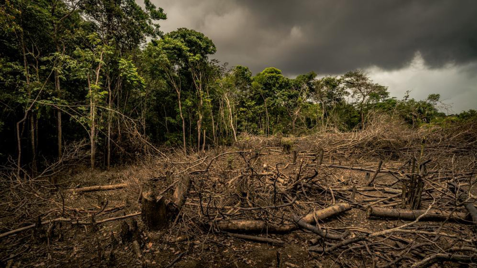 Cháy rừng Amazon và câu chuyện tập tục của nông dân ảnh 6