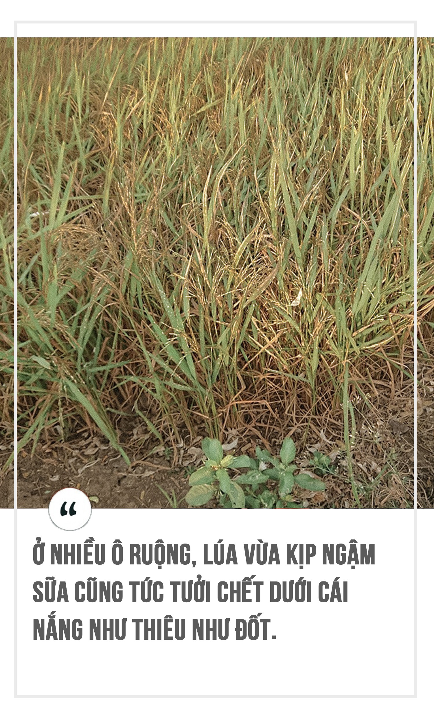 Miền Tây trồng lúa bán… rơm ảnh 2