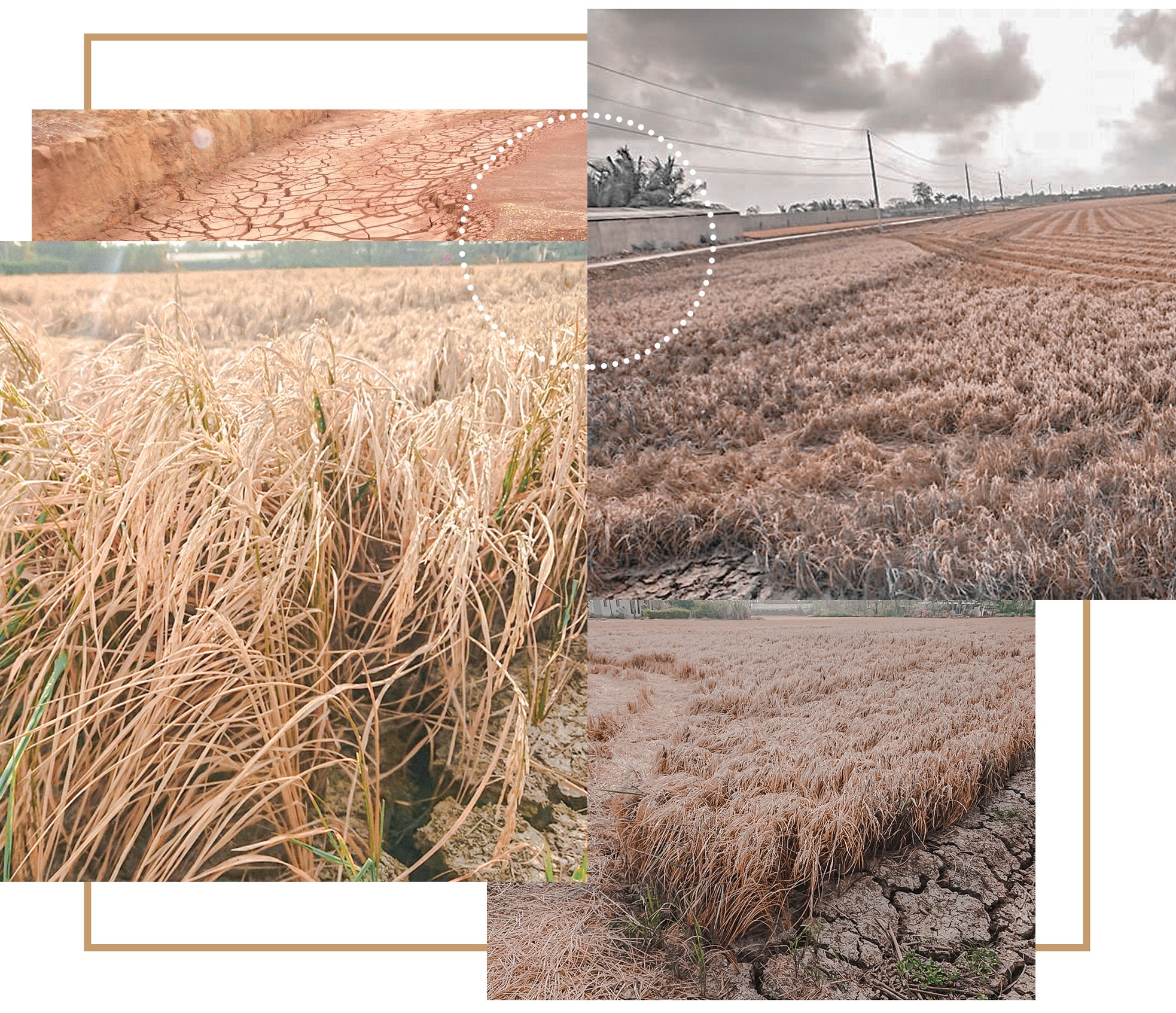 Miền Tây trồng lúa bán… rơm ảnh 4