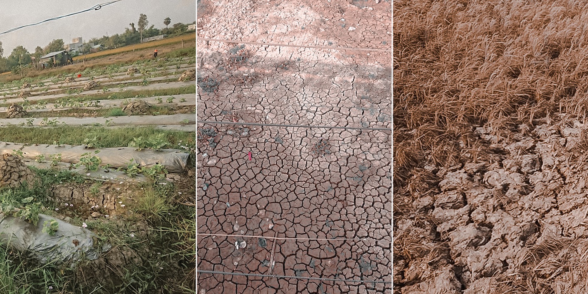 Miền Tây trồng lúa bán… rơm ảnh 3