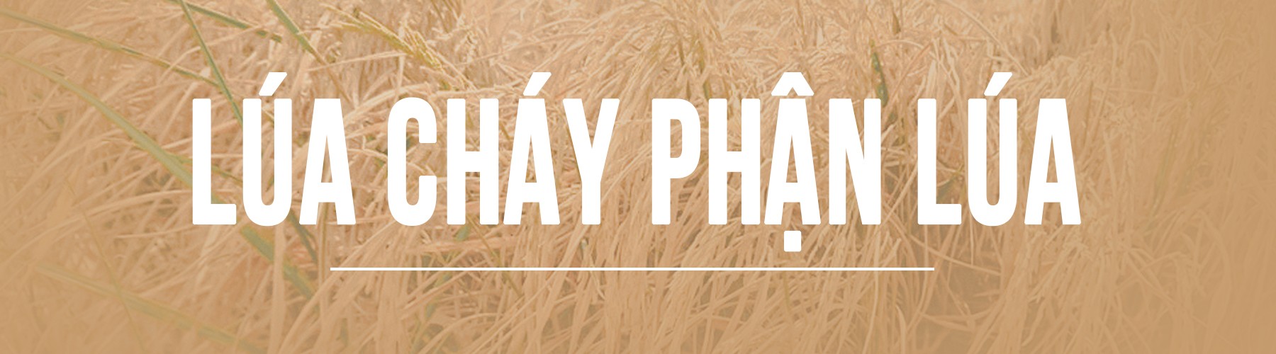 Miền Tây trồng lúa bán… rơm ảnh 1