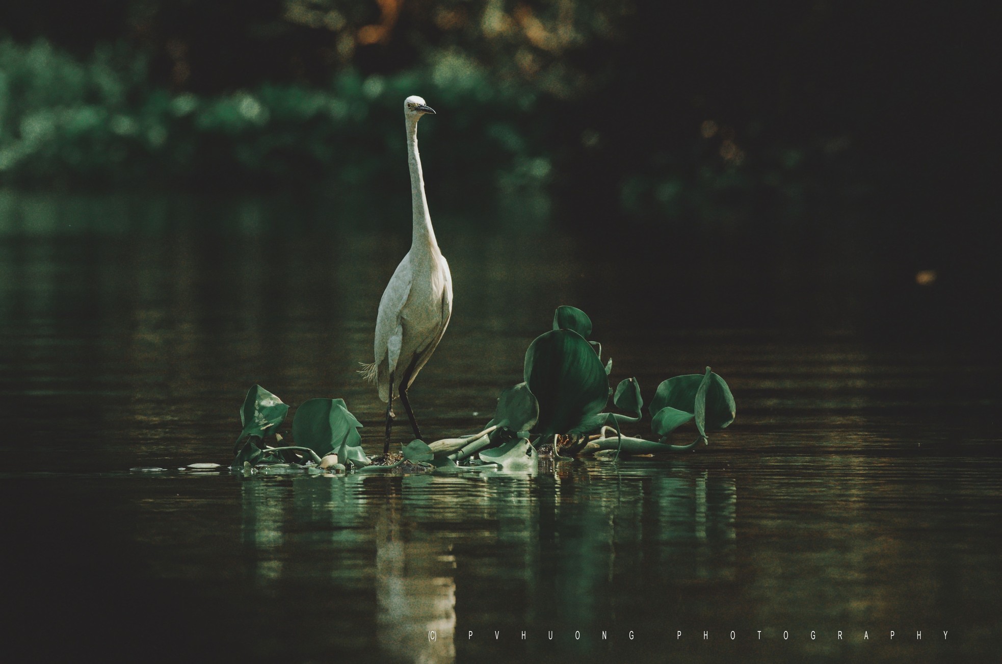 Có một Sài Gòn… rất khác ảnh 2