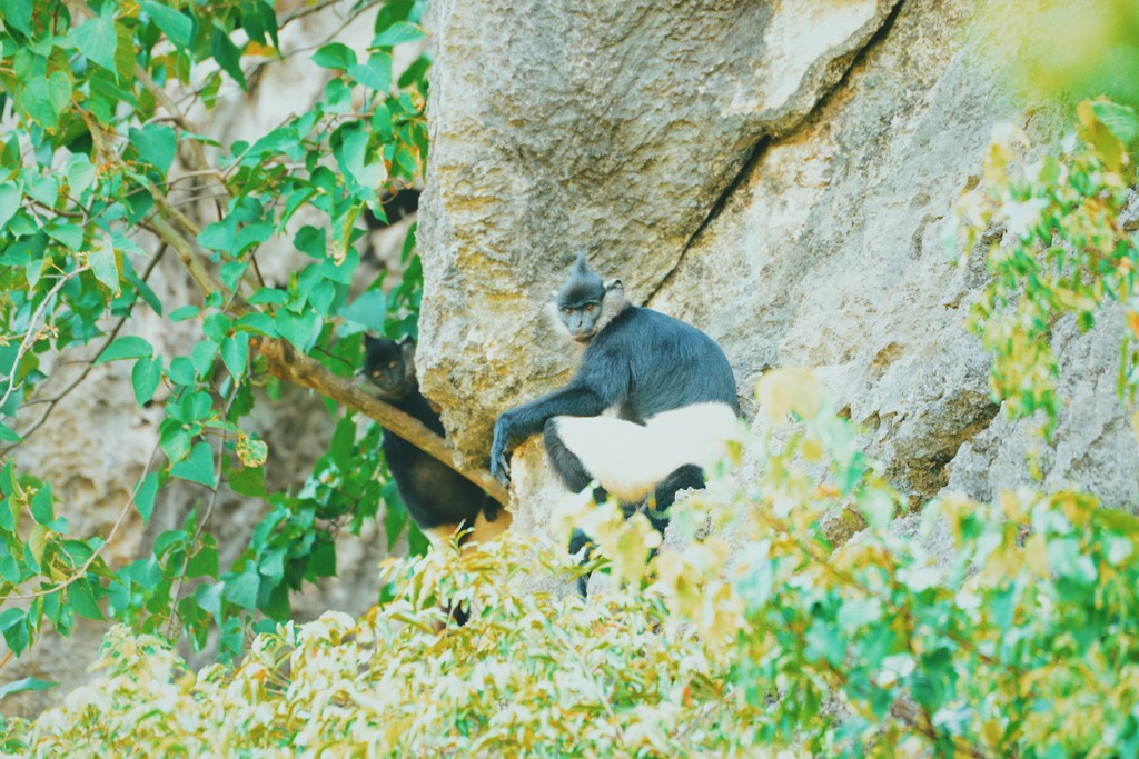 Voọc mông trắng cực quý hiếm của Việt Nam đang tăng 'dân số' ảnh 2