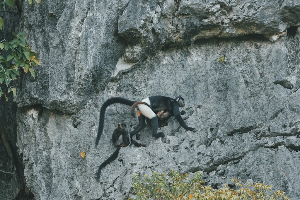 Voọc mông trắng cực quý hiếm của Việt Nam đang tăng 'dân số' ảnh 5