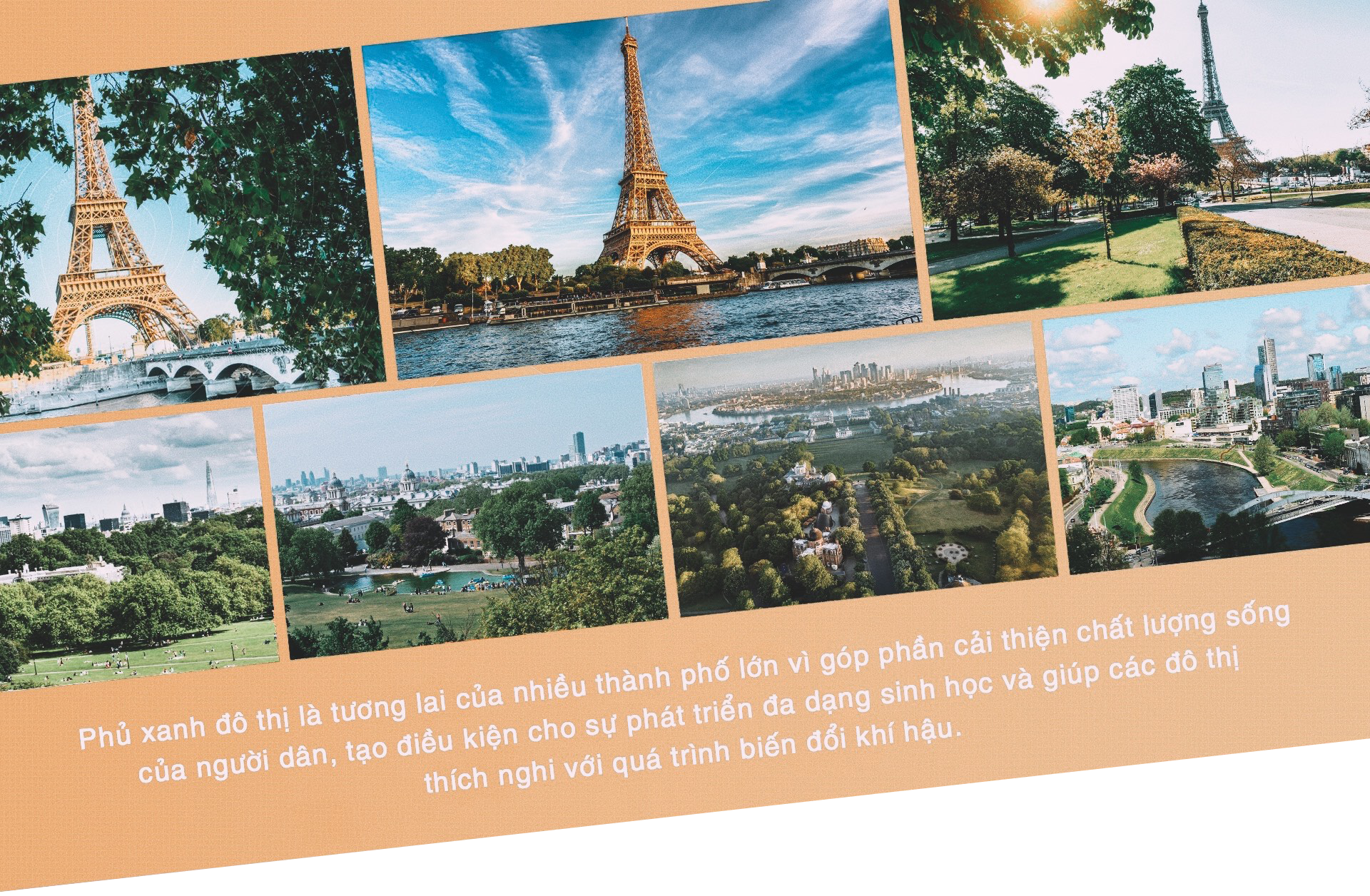 Rừng trong phố ảnh 9