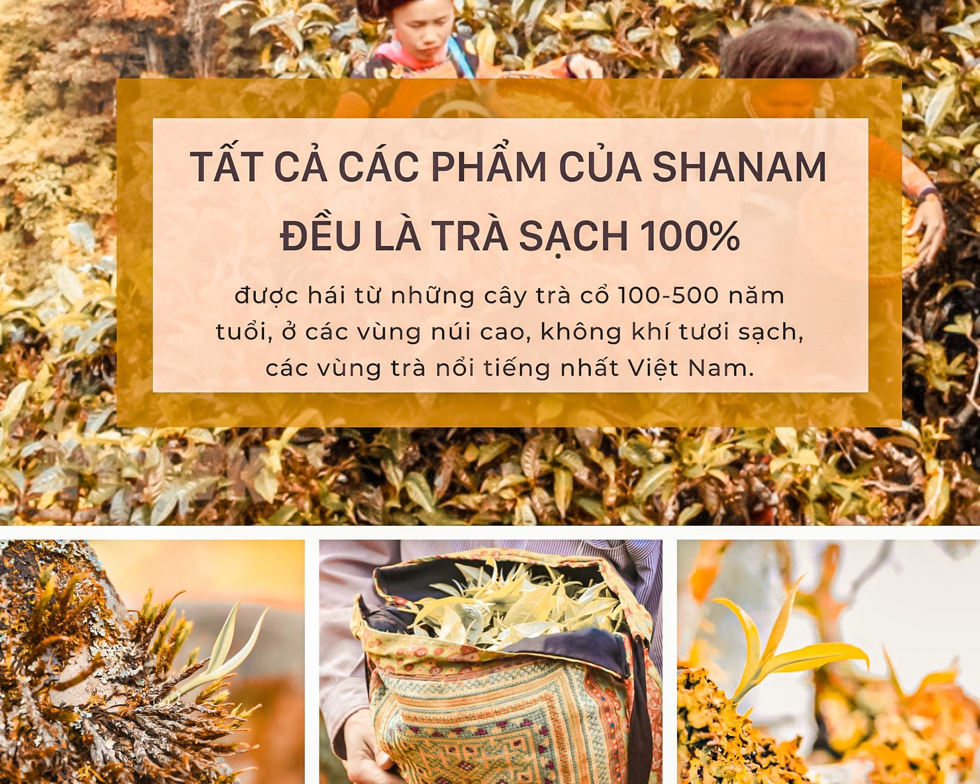 Cốt cách trà ảnh 10