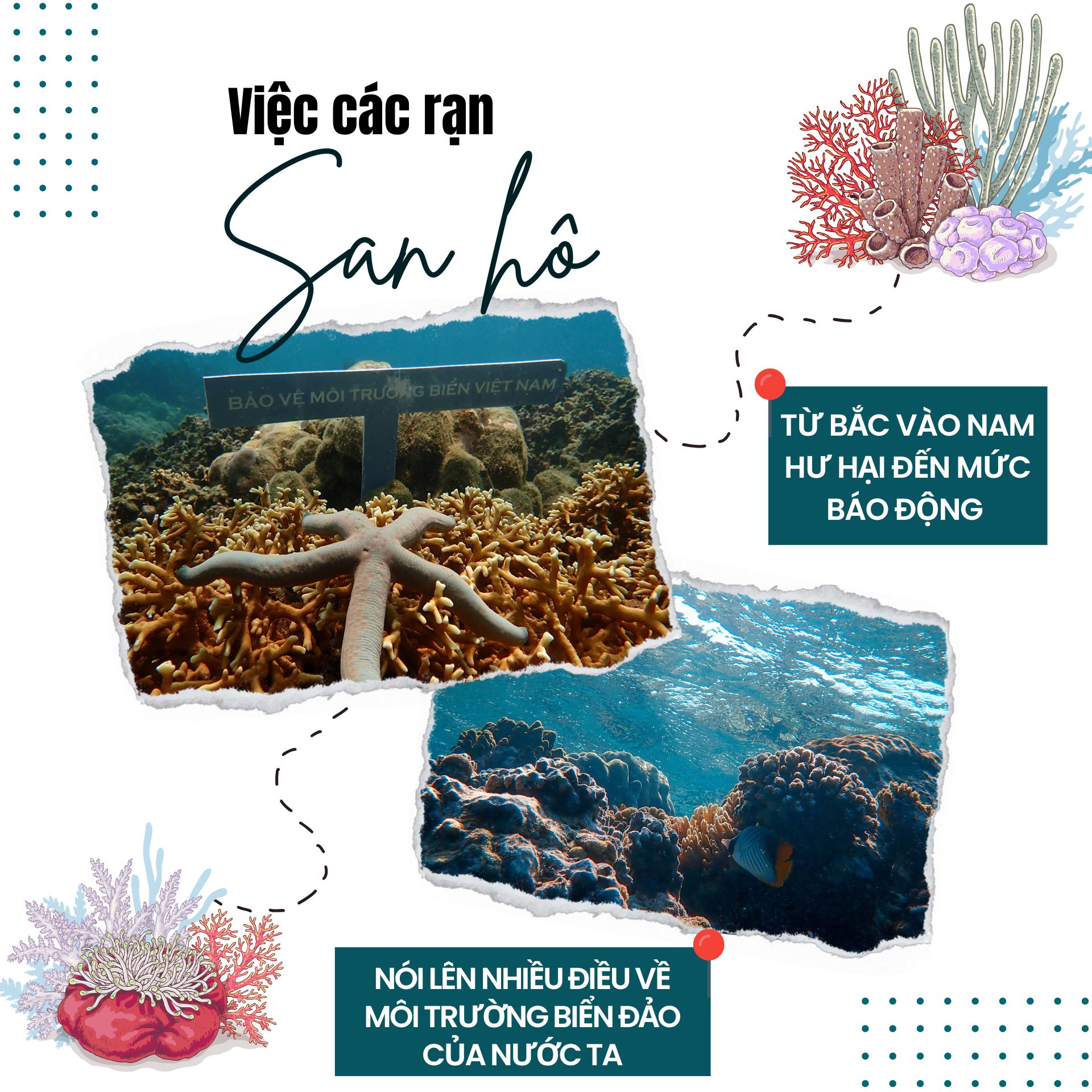 ‘Sức khỏe’ đại dương đang gặp nguy hiểm - Bài 2: Cứu đại dương bắt đầu từ những rạn san hô ảnh 4