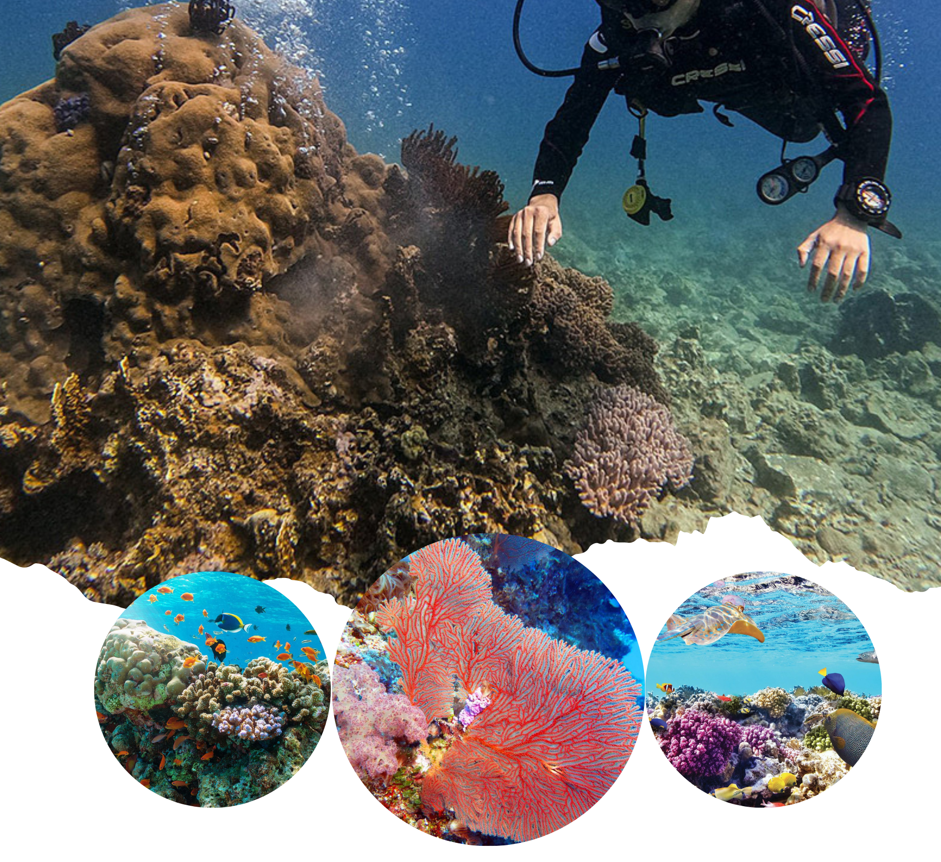 ‘Sức khỏe’ đại dương đang gặp nguy hiểm - Bài 2: Cứu đại dương bắt đầu từ những rạn san hô ảnh 7