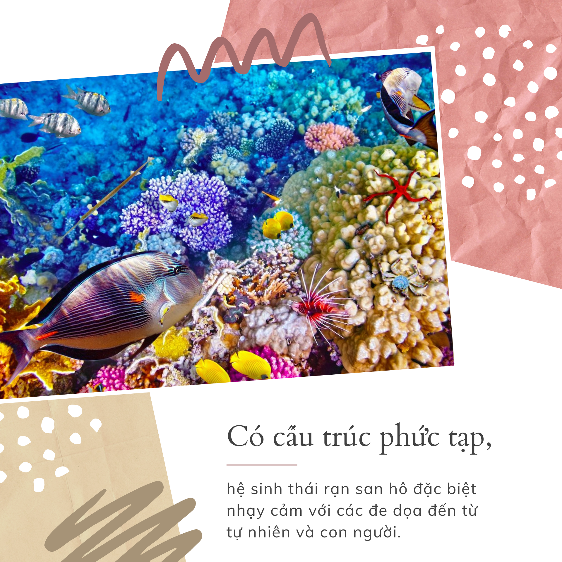 ‘Sức khỏe’ đại dương đang gặp nguy hiểm - Bài 2: Cứu đại dương bắt đầu từ những rạn san hô ảnh 6